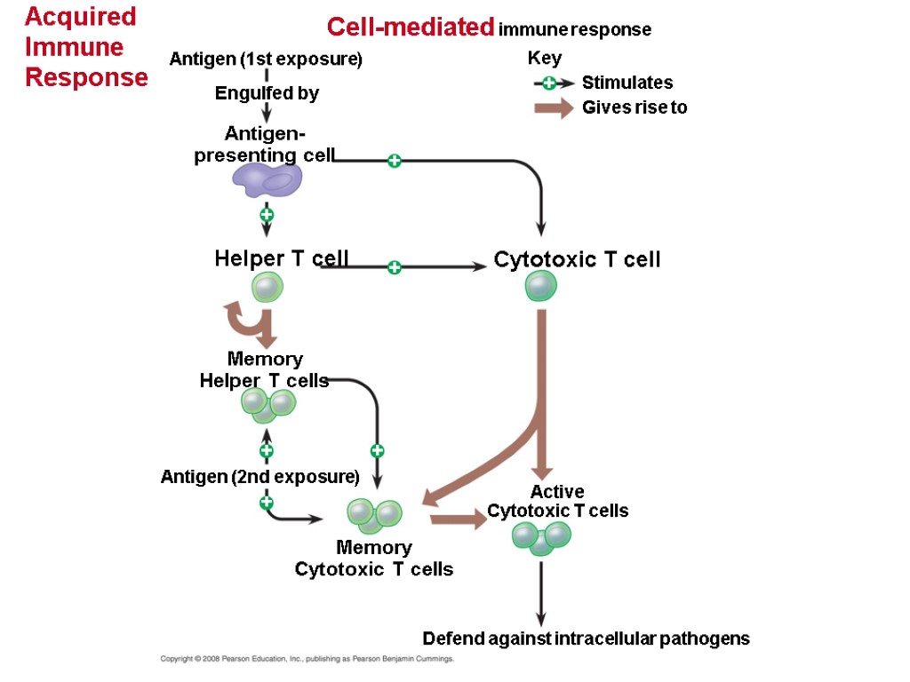 Acquired Immune Response Cell-mediated immune response Defend against intracellular pathogens Active Cytotoxic T cells